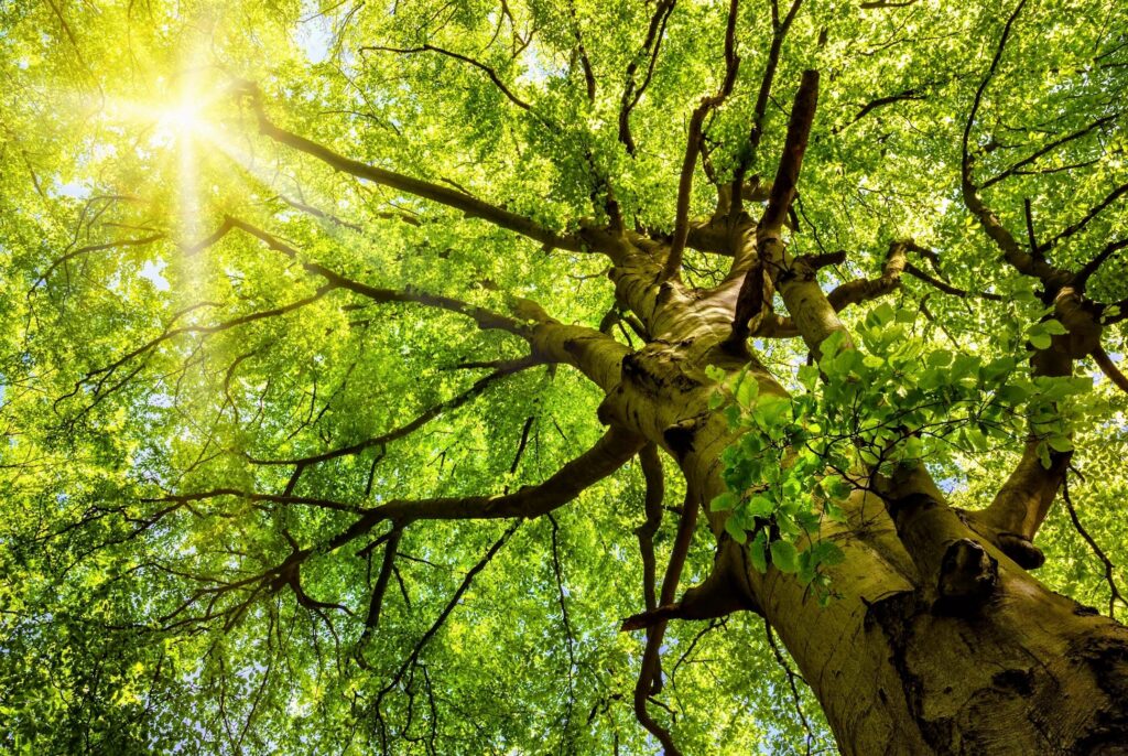Upward view of a large tree with a dense canopy and sunlight filtering through the leaves.