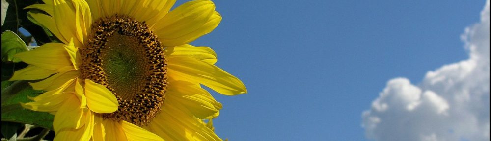 picture of a sunflower and blue sky
