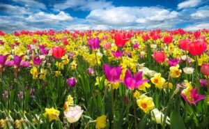 field of pink, yellow and red spring flowers with a blue sky.